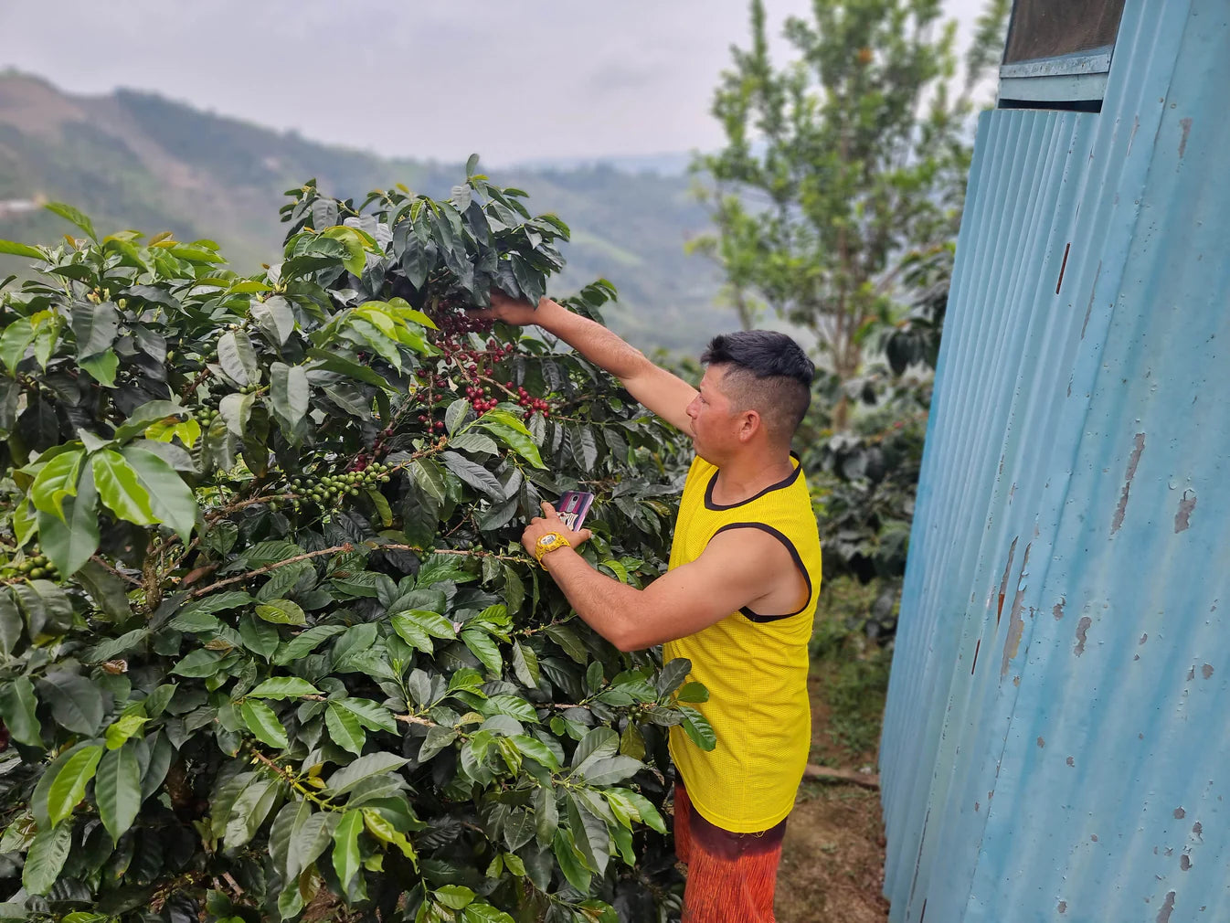 NELBER AREVALO - PERU