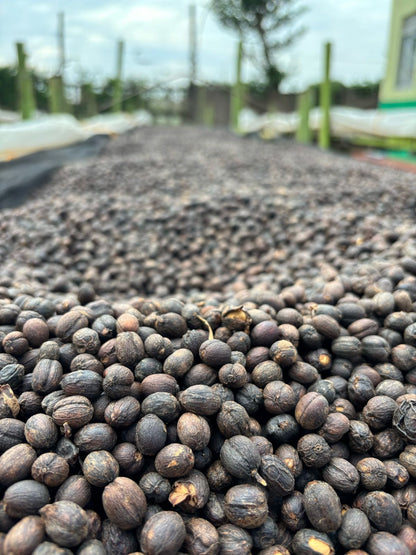 BUKA BULA - UGANDA